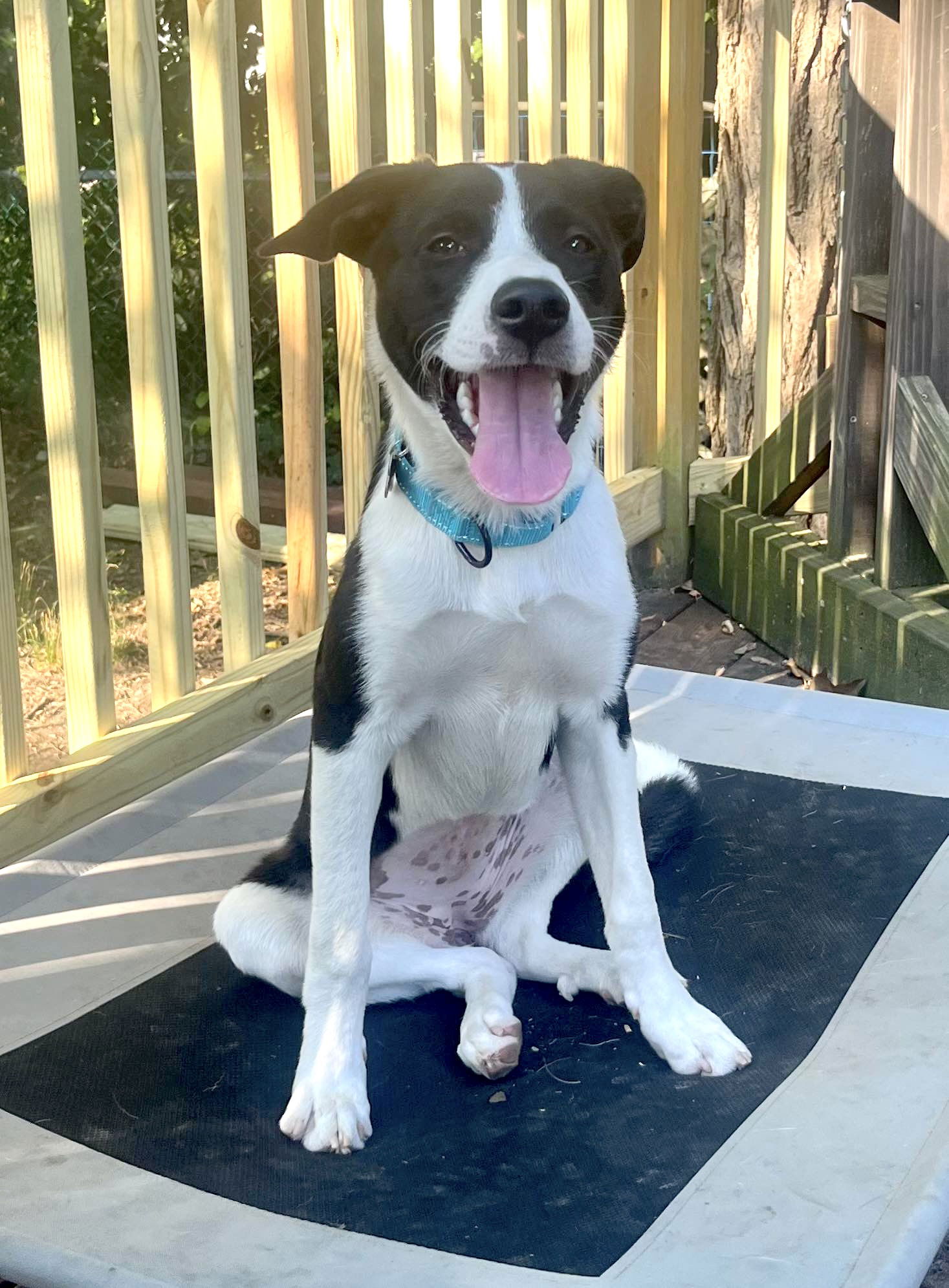 adoptable Dog in Mount Laurel, NJ named Callie