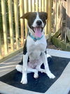 adoptable Dog in Mount Laurel, NJ named Callie
