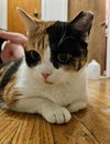 adoptable Cat in  named Noona
