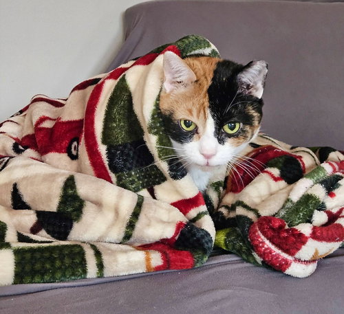picture of the cat needing adoption