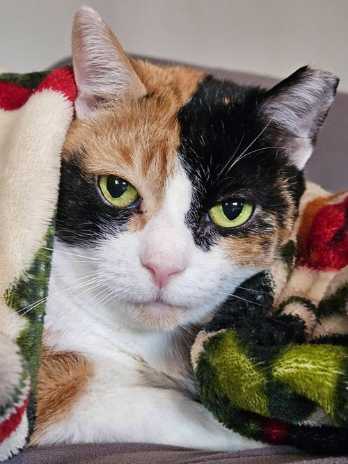 NOONA - Calico available for adoption