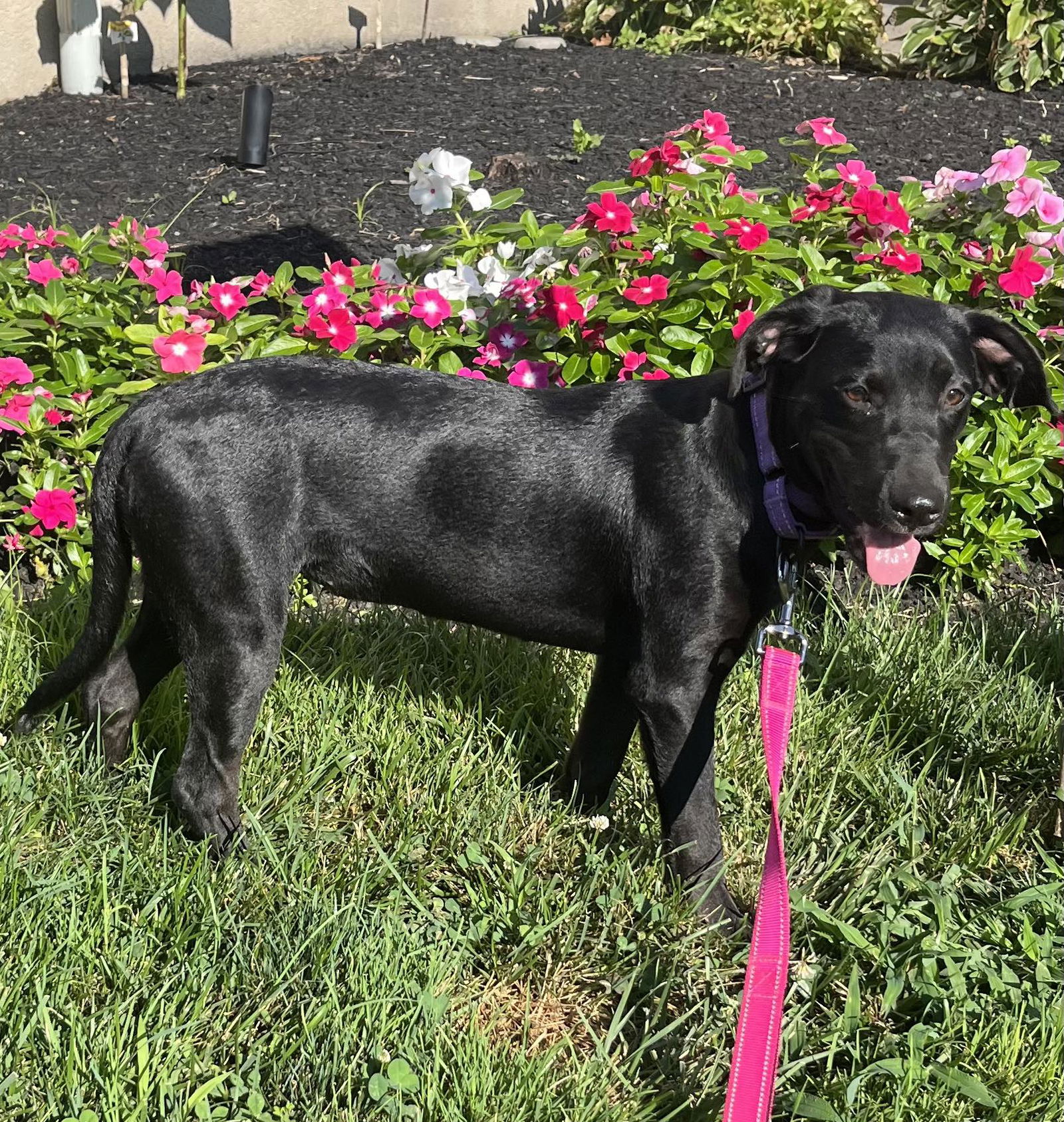 adoptable Dog in Mount Laurel, NJ named Sue