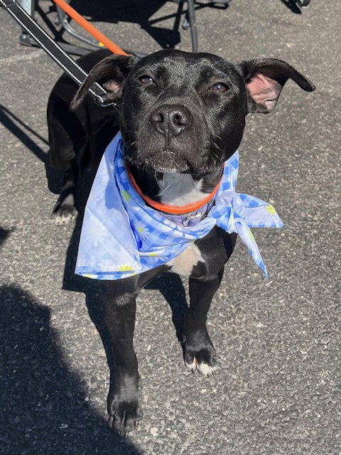 Daisy, an adoptable Terrier in Mount Laurel, NJ