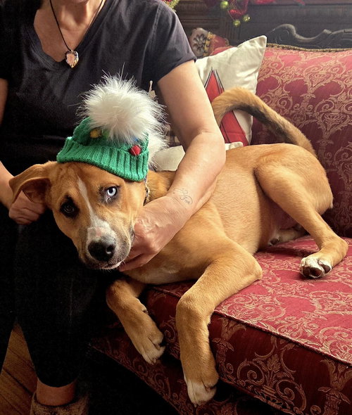 picture of the dog needing adoption