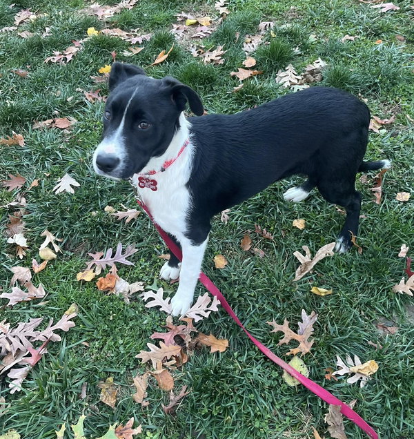 Cosmo