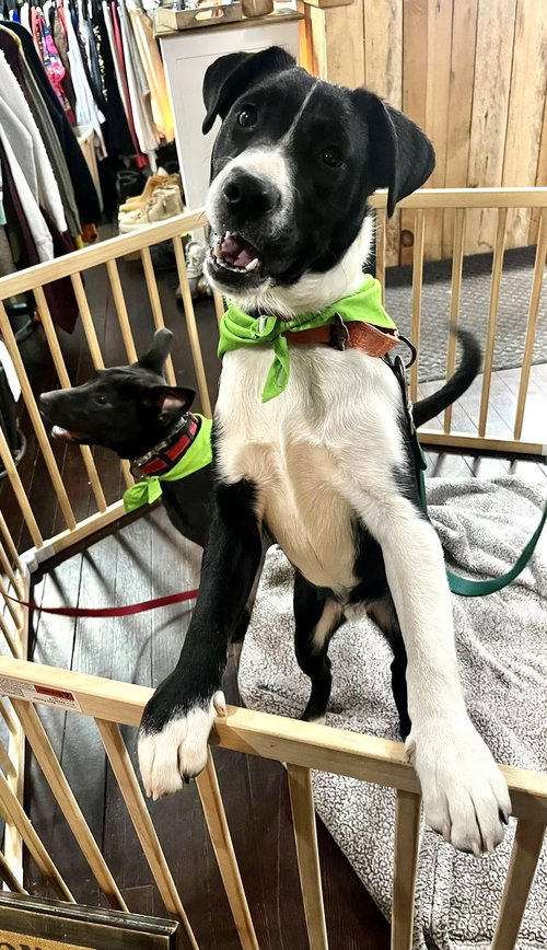 picture of the dog needing adoption