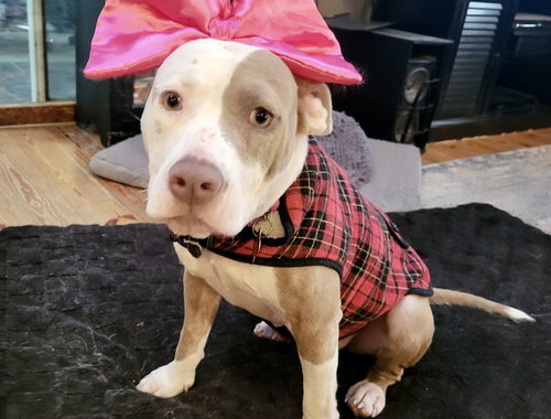 picture of the dog needing adoption