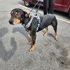 Bo - Photo 16