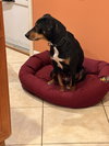Bo - Photo 13