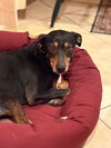 Bo - Photo 11