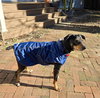 Bo - Photo 14