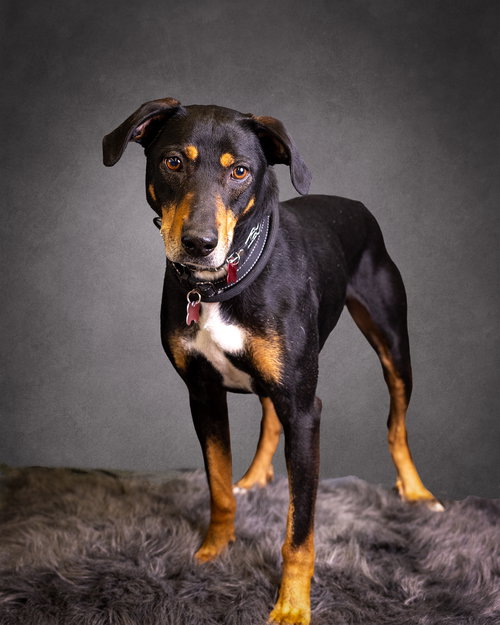 BO - Hound available for adoption