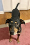 Bo - Photo 3