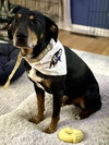 Bo - Photo 7