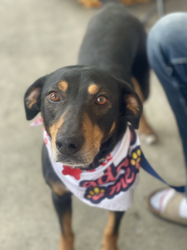 Bo