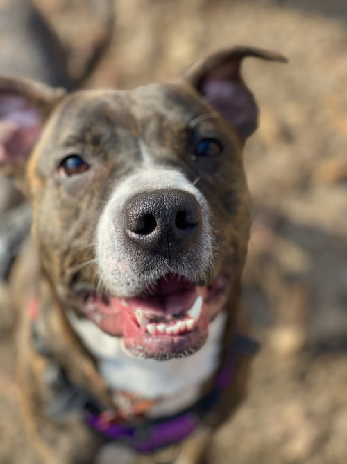 picture of the dog needing adoption