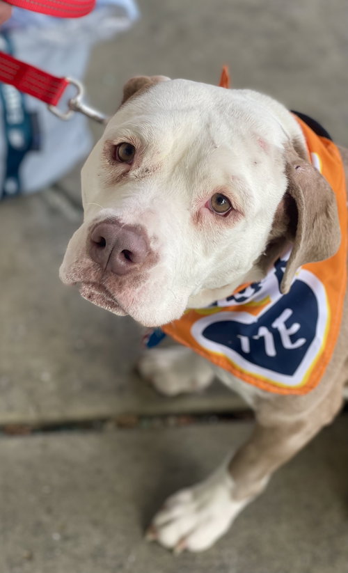 picture of the dog needing adoption