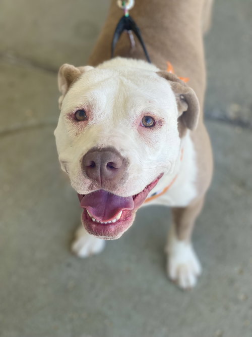 Vicky, an adoptable Terrier in Mount Laurel, NJ