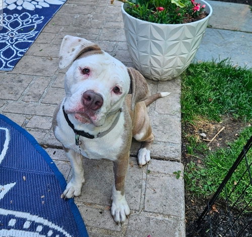 Vicky, an adoptable Terrier in Mount Laurel, NJ