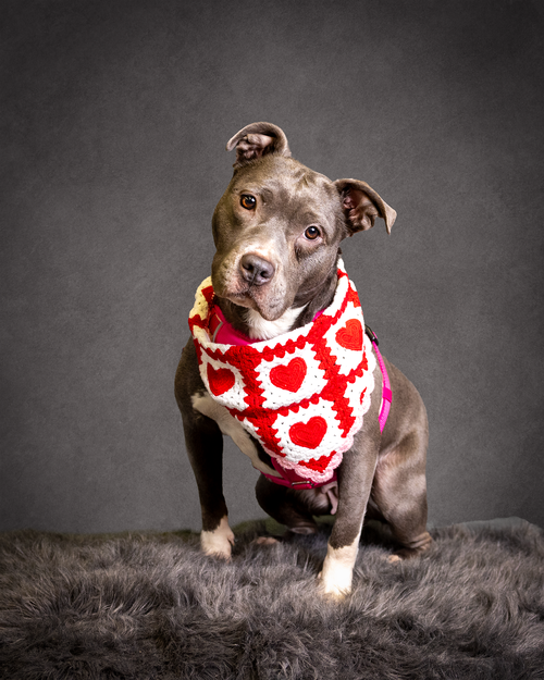 picture of the dog needing adoption