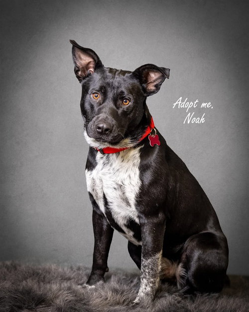 picture of the dog needing adoption