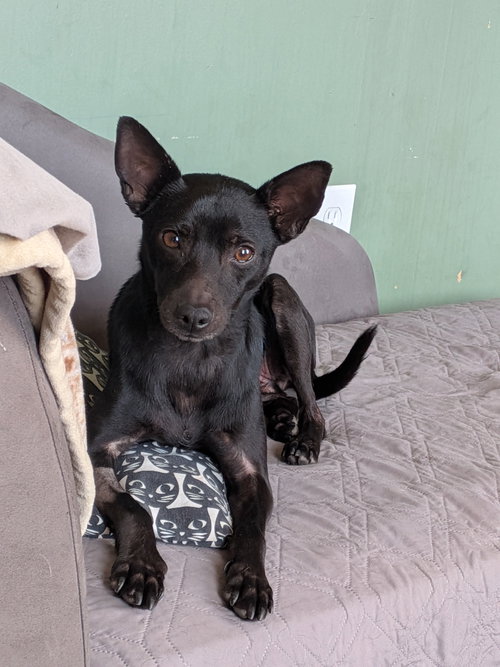 picture of the dog needing adoption