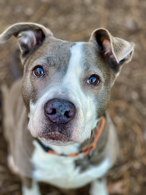 picture of the dog needing adoption