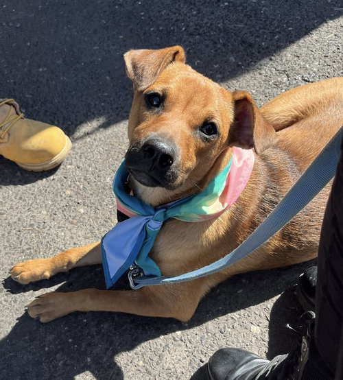 Amy, an adoptable Mountain Cur in Mount Laurel, NJ