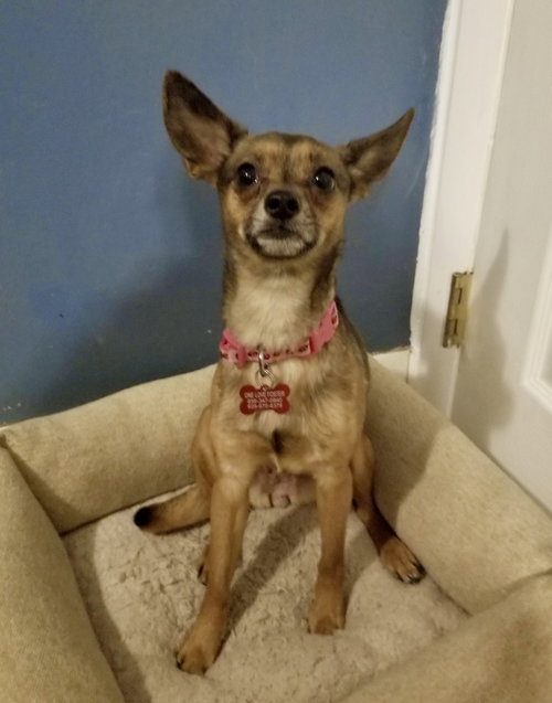 picture of the dog needing adoption