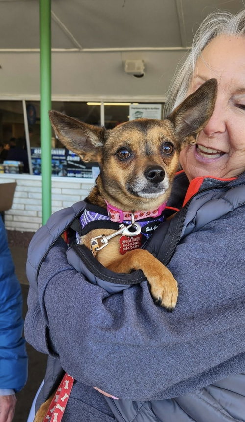 Cookie, an adoptable Chihuahua in Mount Laurel, NJ