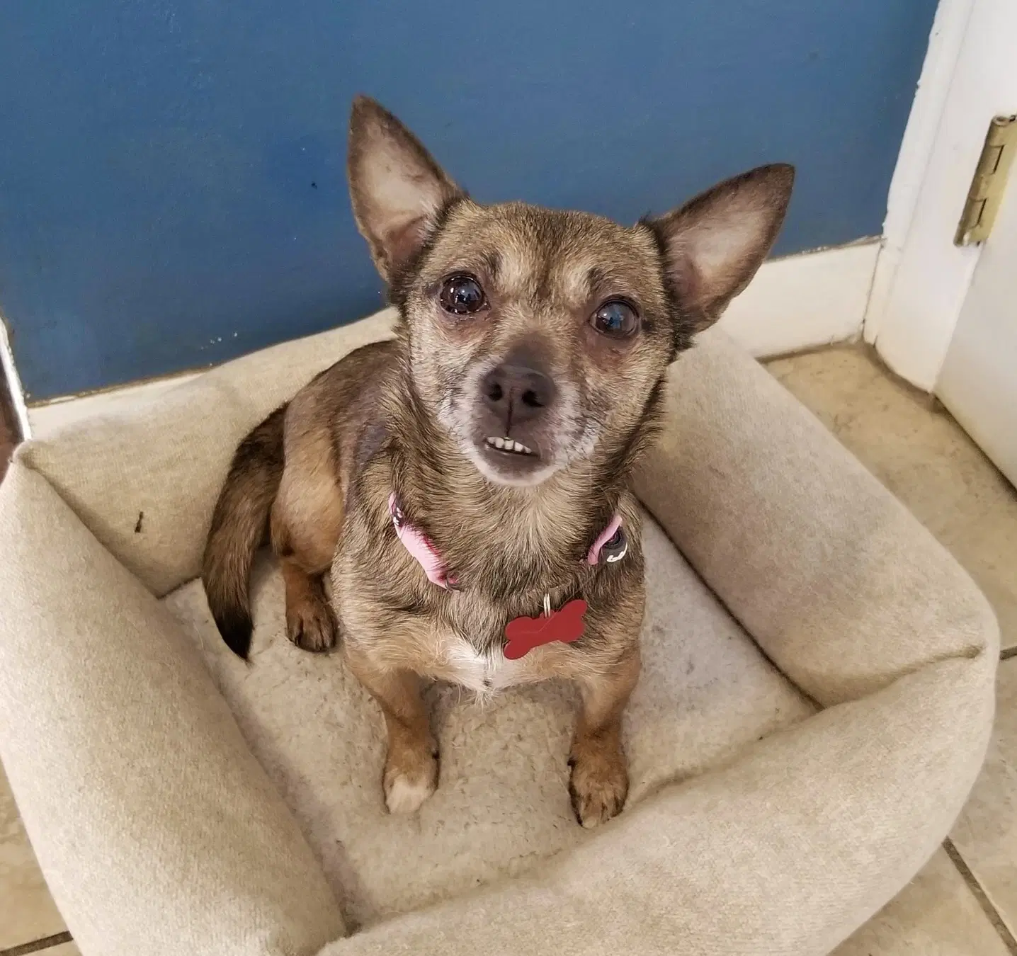 Sable - Chihuahua