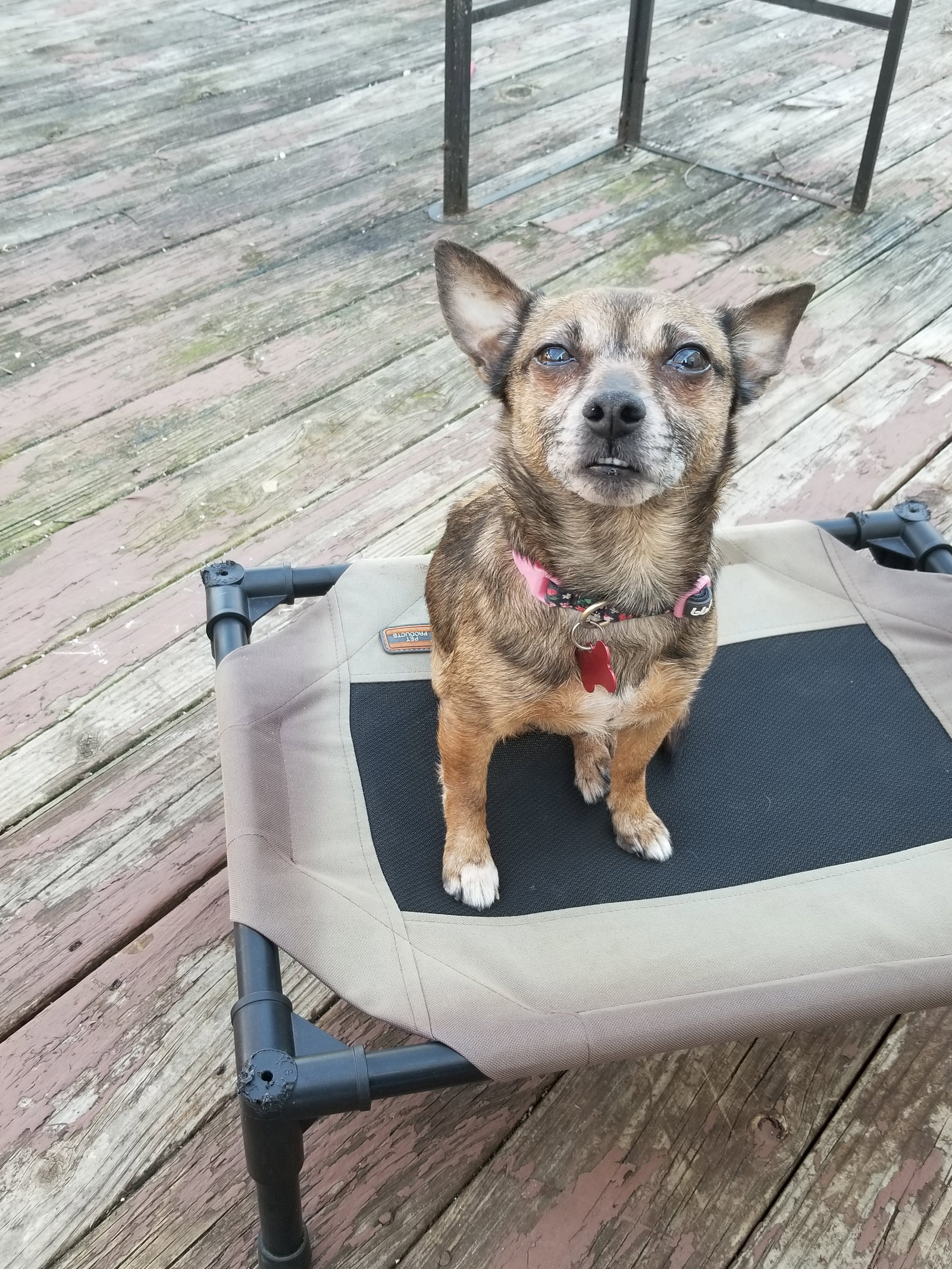 Sable, photo 11