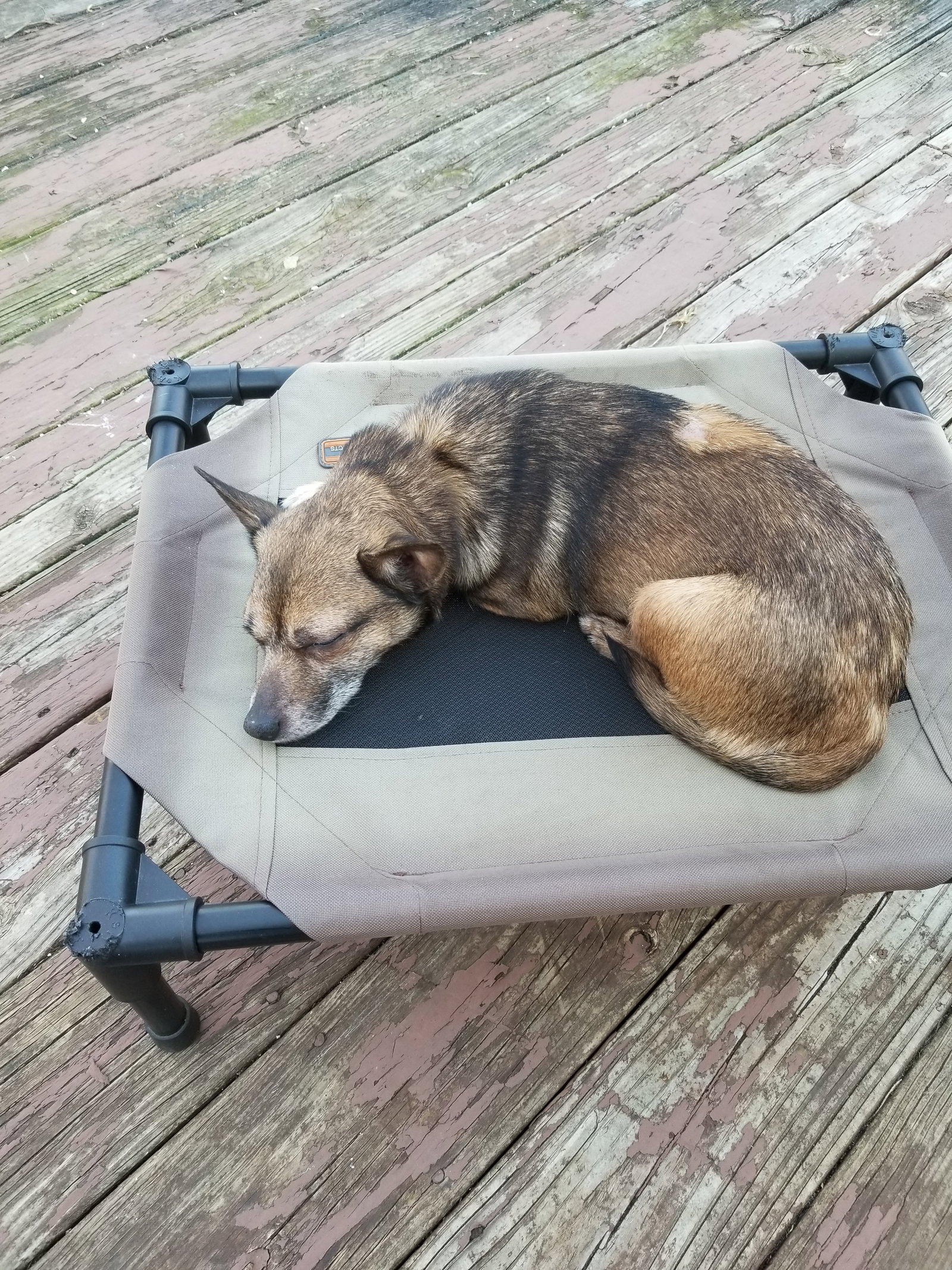 Sable, photo 12