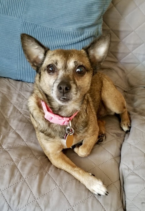 Sable, Chihuahua
