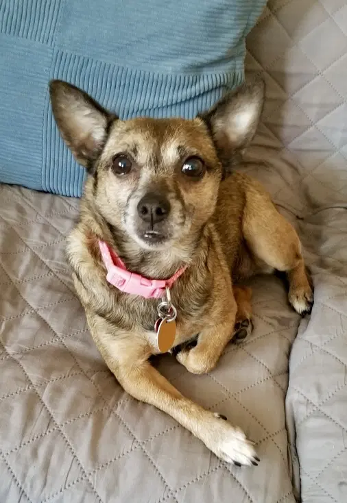 Sable - Chihuahua