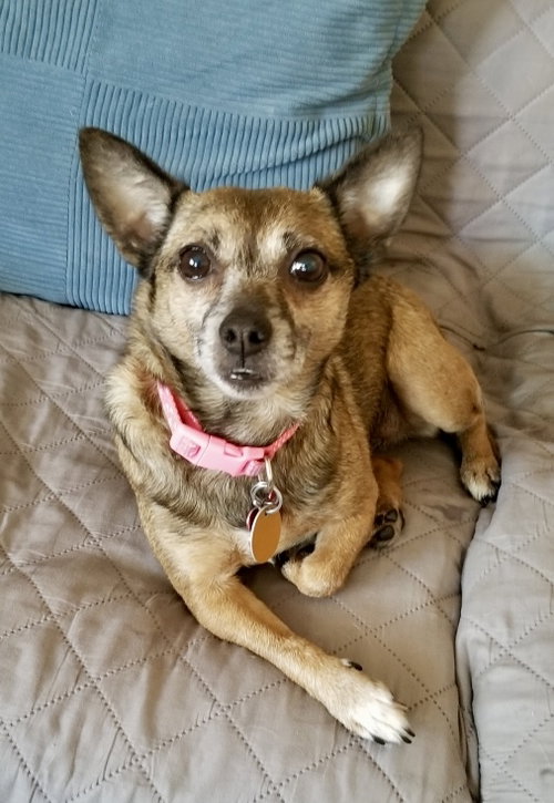 Sable, a dog for adoption from One Love Animal Rescue