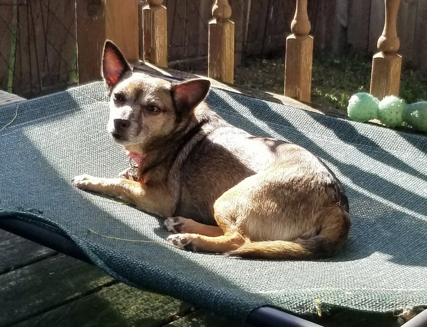 Sable, photo 7