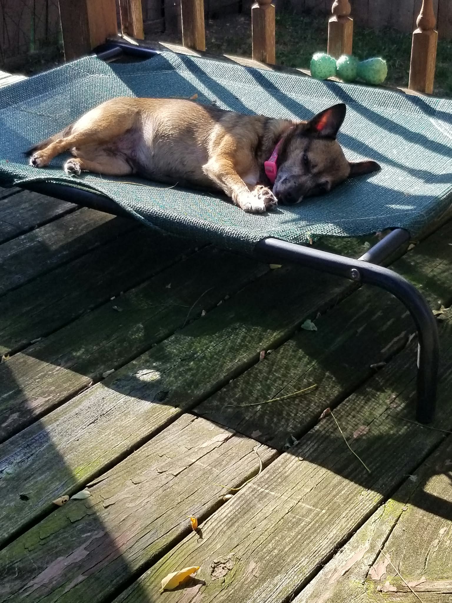 Sable, photo 5