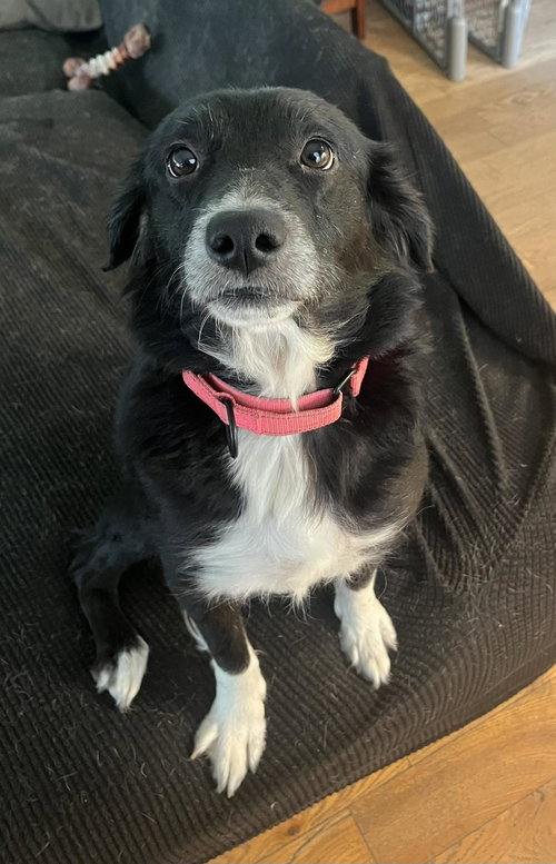 Lula, an adoptable Border Collie in Mount Laurel, NJ