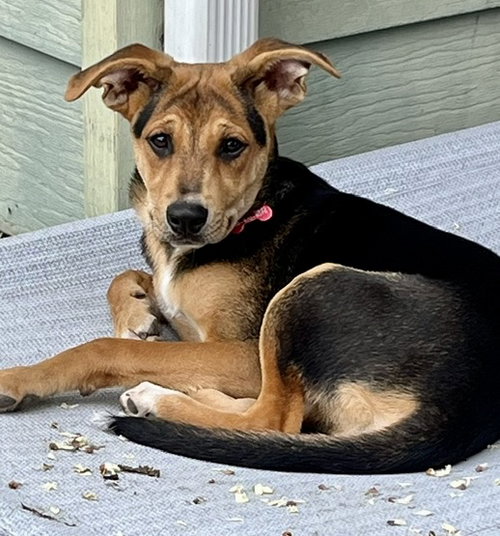 Roux, an adoptable Terrier in Mount Laurel, NJ