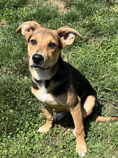 Roux, an adoptable Terrier in Mount Laurel, NJ