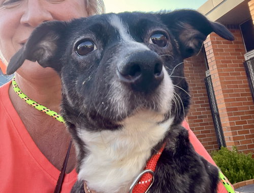 Pixie, an adoptable Dachshund in Mount Laurel, NJ