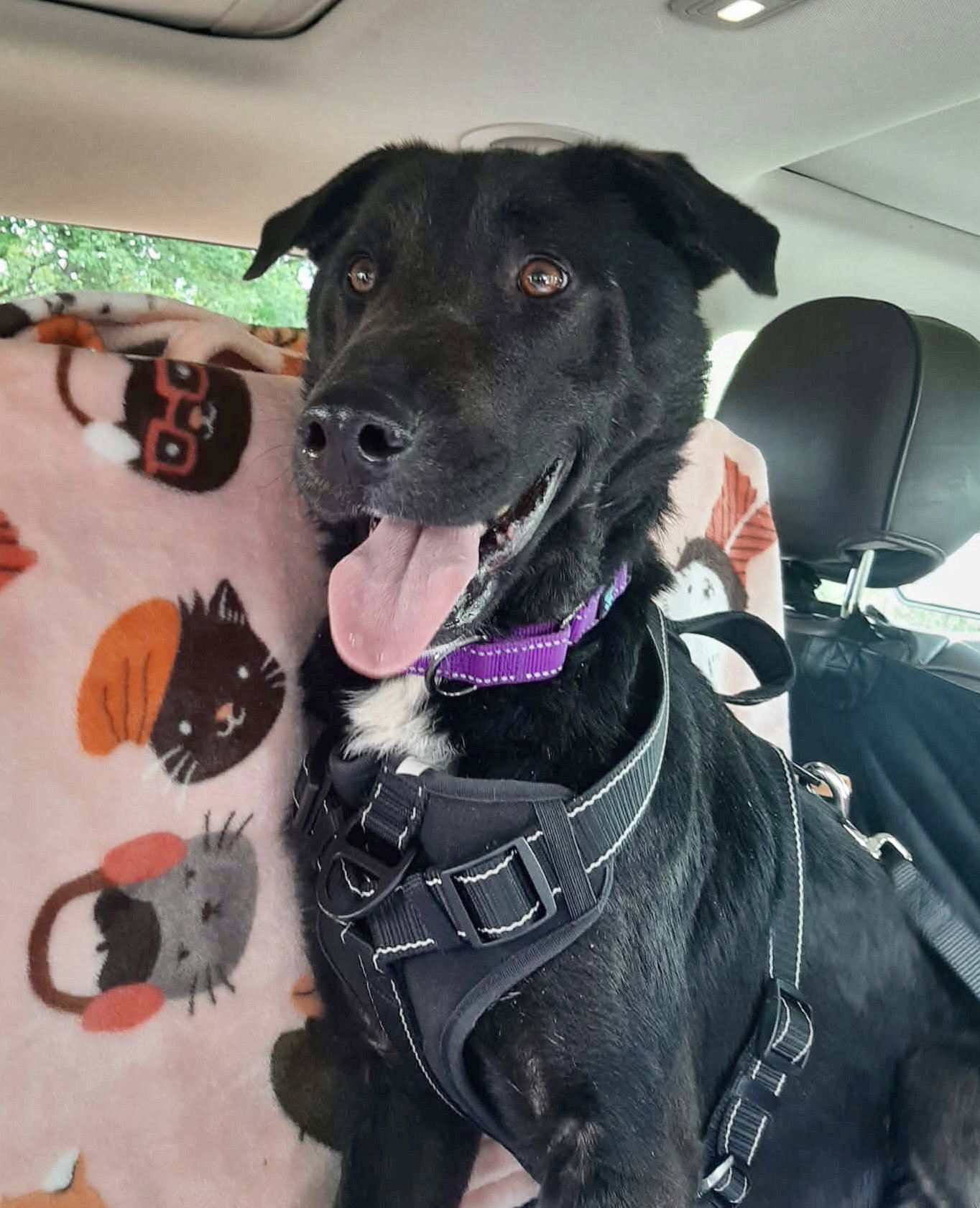 Ernie, photo 22