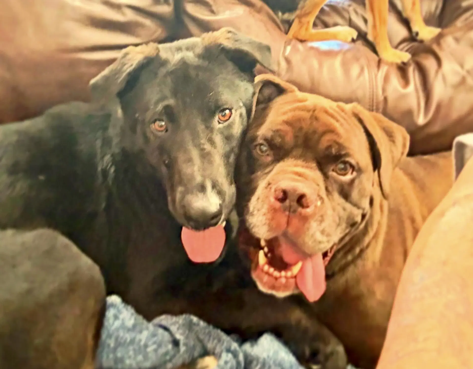 Ernie image 3