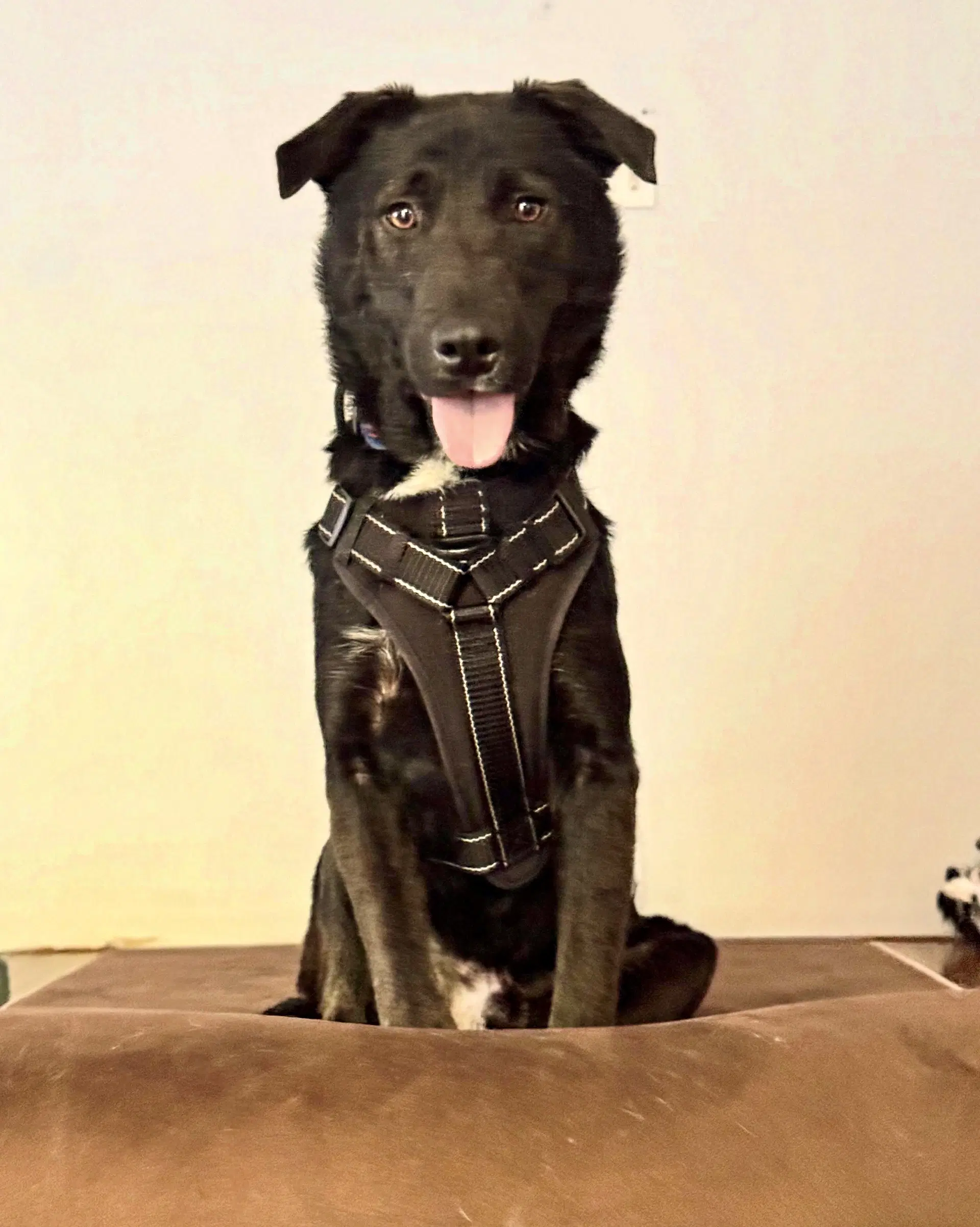 Ernie - Shepherd