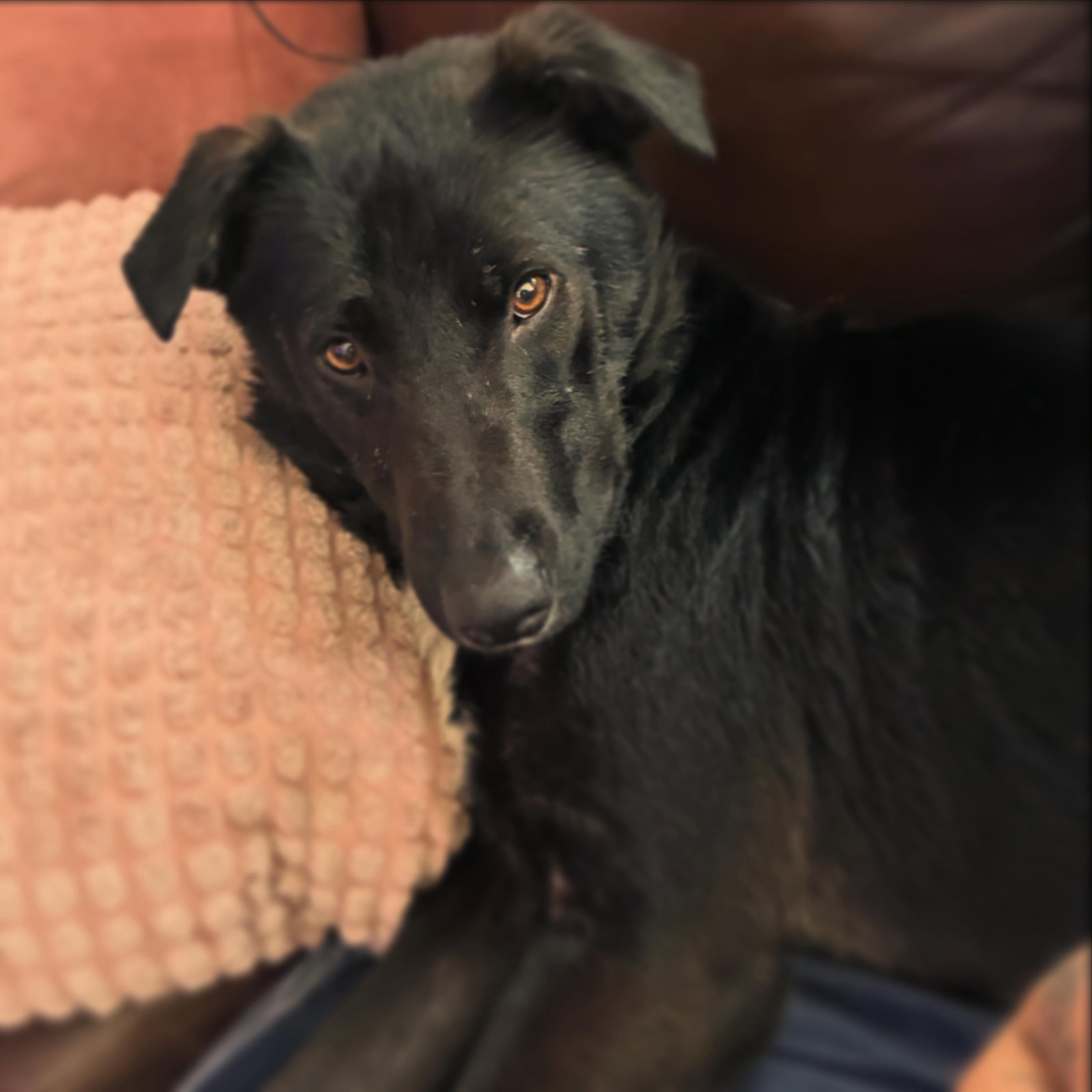 Ernie, photo 20