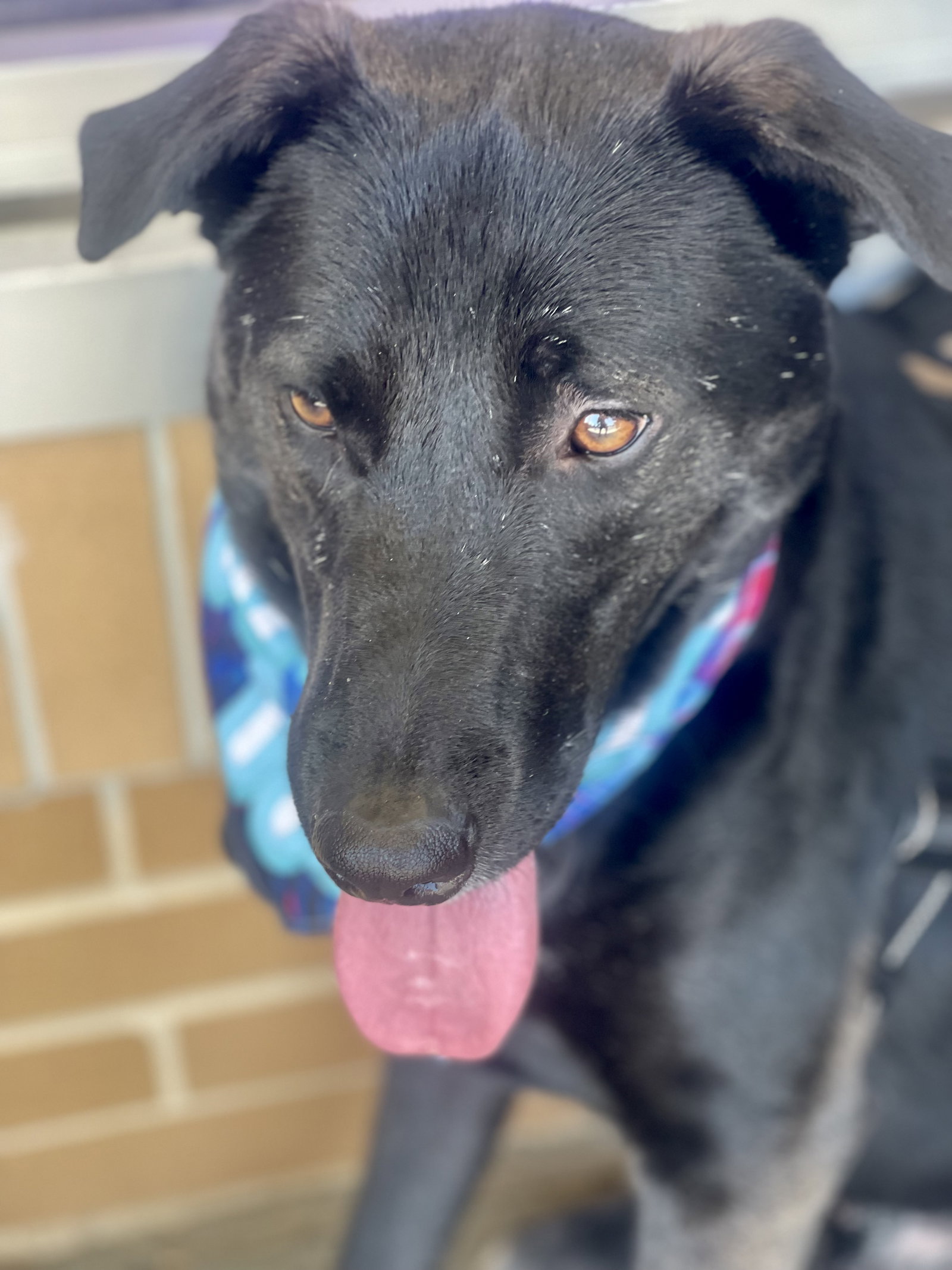 Ernie, photo 16