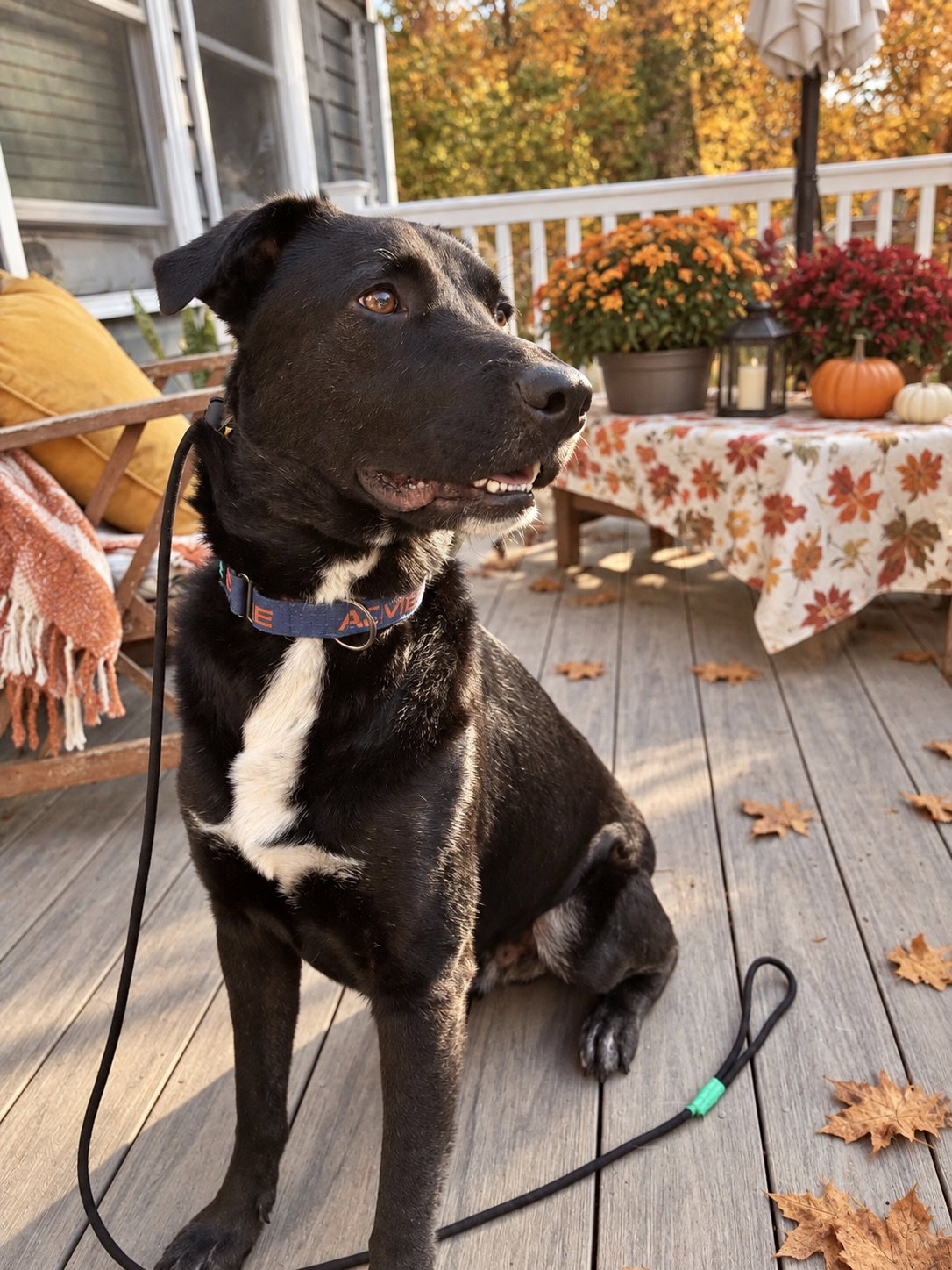 Ernie, photo 7