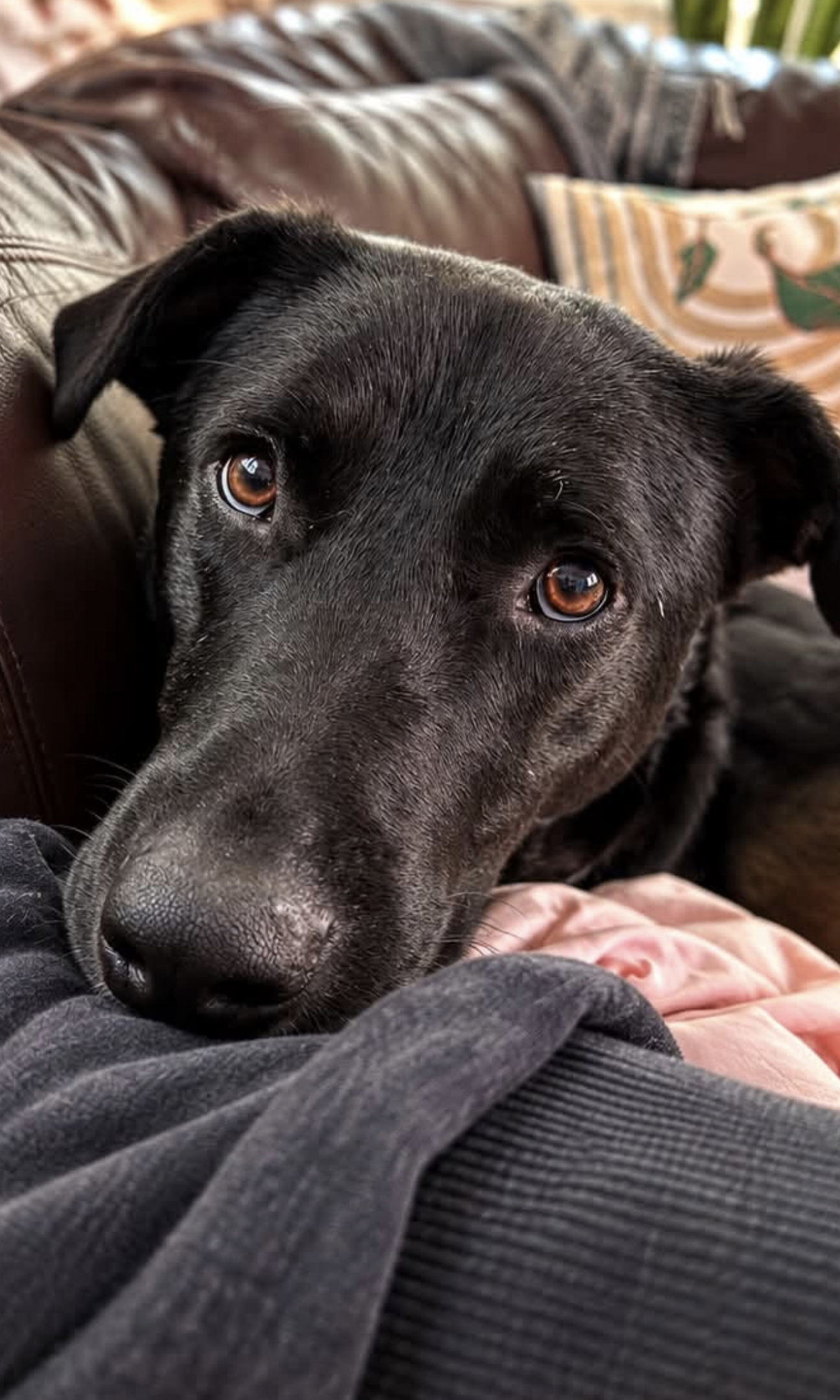 Ernie, photo 3