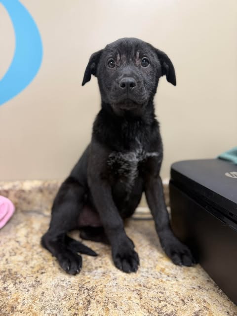 Sunshine, an adoptable Black Labrador Retriever in Mount Laurel, NJ
